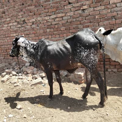 Qubani walay bachray