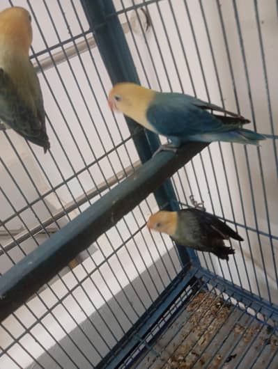 3 peices For Sale