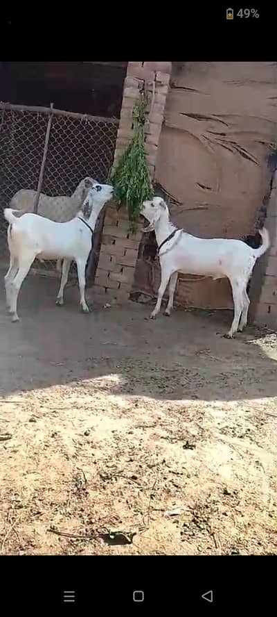 +92 319 7518315
