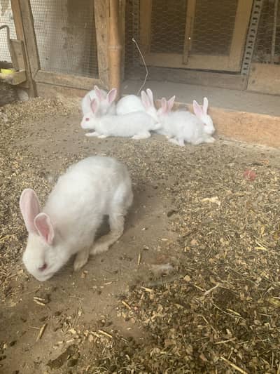 Angora rabbit for sale