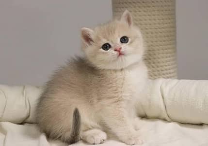 Persian kittens triple coat pair  for sale contact whatsap 03188125506