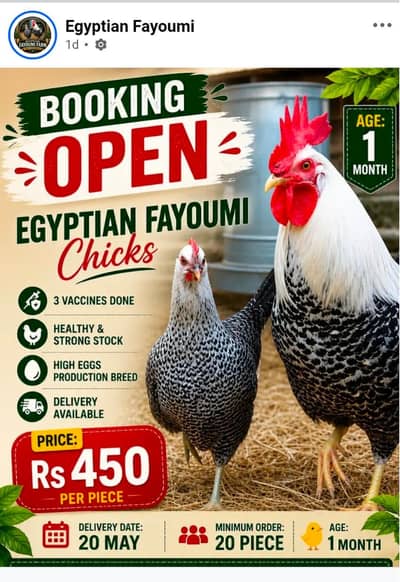 Egyptian fayoumi Misri