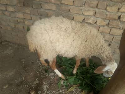 Dumbi بھیڑ   برائے فروخت صحت مند خوبصورت