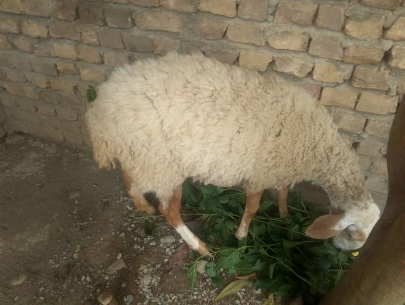 Dumbi بھیڑ   برائے فروخت صحت مند خوبصورت 0