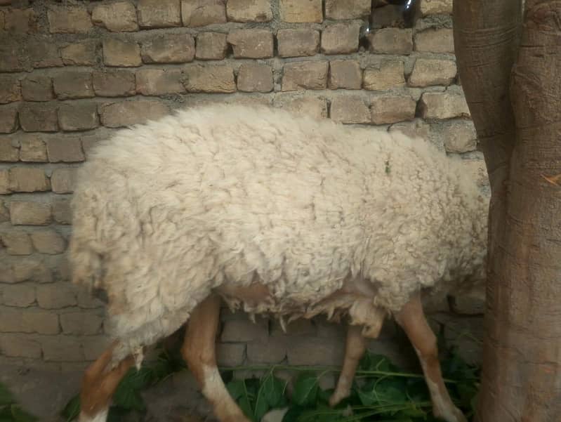 Dumbi بھیڑ   برائے فروخت صحت مند خوبصورت 1