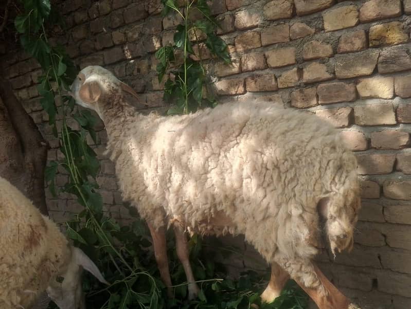 Dumbi بھیڑ   برائے فروخت صحت مند خوبصورت 2