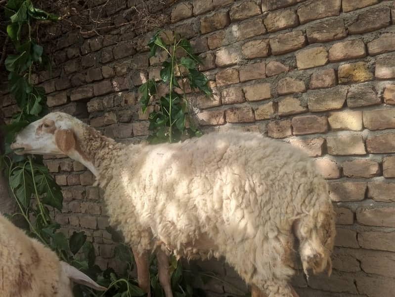 Dumbi بھیڑ   برائے فروخت صحت مند خوبصورت 3