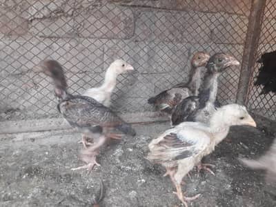 beautiful chicks for sale