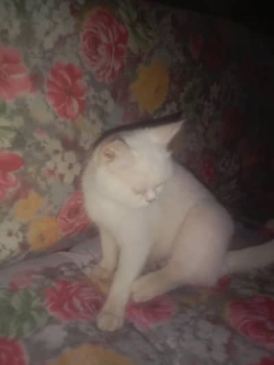 russian cats for sale