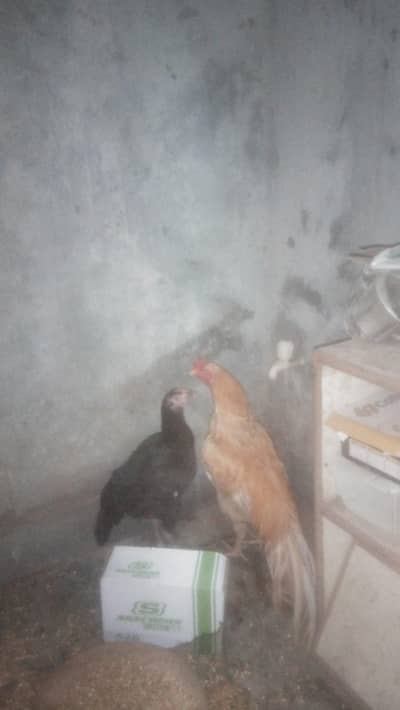 4 hens