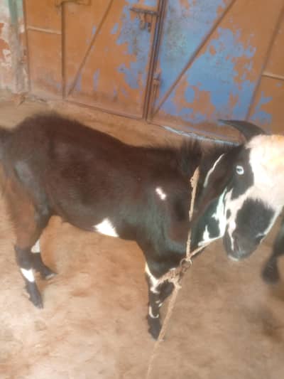 sale for qurbani