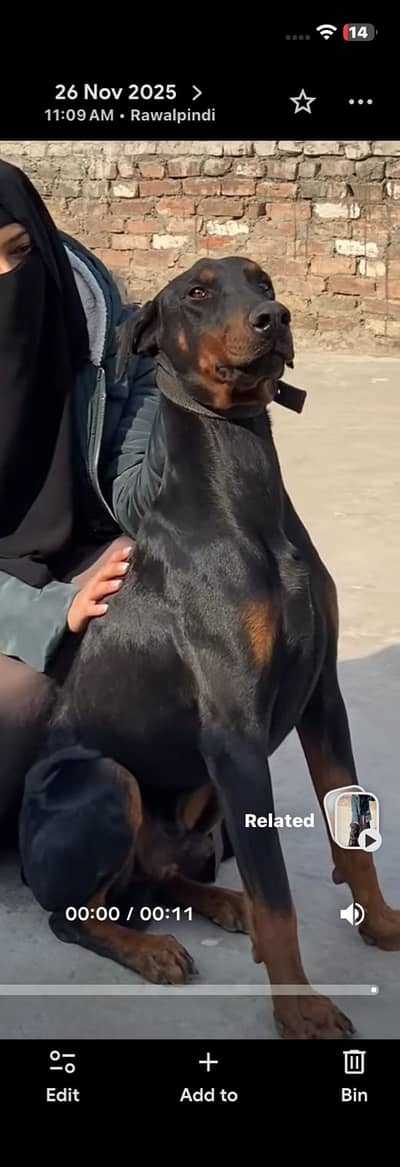 Well healthy, vaccinated,dog in Rawalpindi available