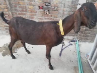 Healthy Nagri/Desi Goat Available | Qurbani bhi lag jayain gee