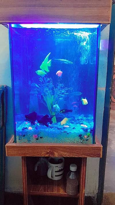 complete equarium with fishes for sale
