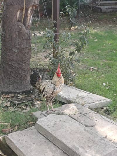 Desi Cock Misri Pattha