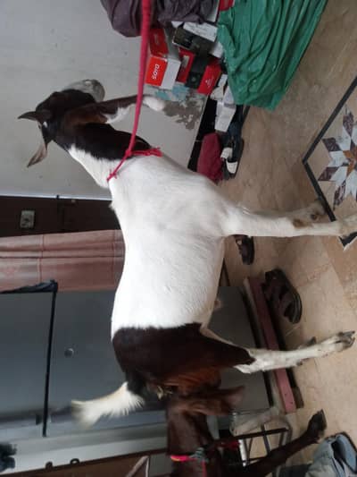 both are for qurbani