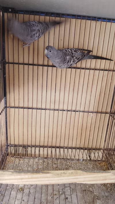 grey black face ready to breed fare