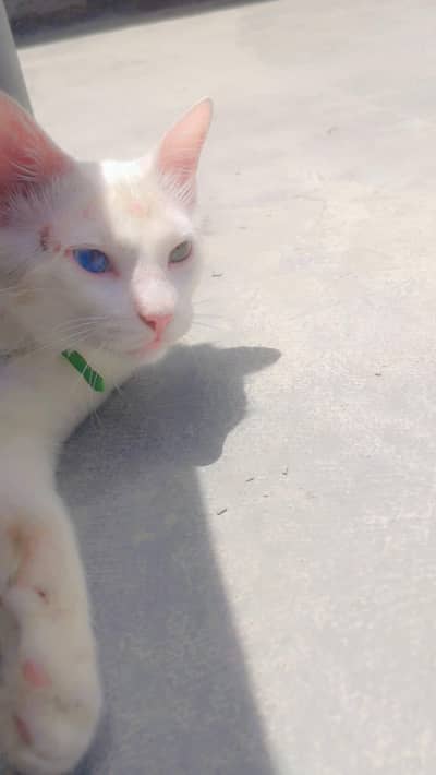Persian cat for sale