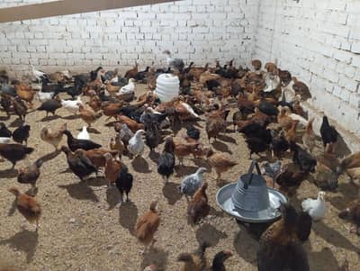 50 days choosay for sale