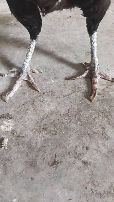 2 best quality lasani  female