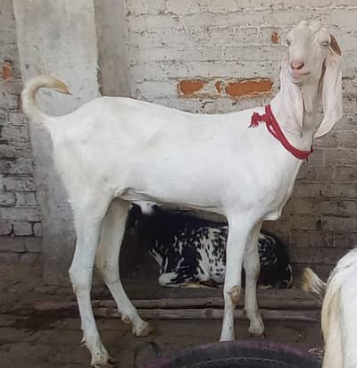 qurbani Donday bakara