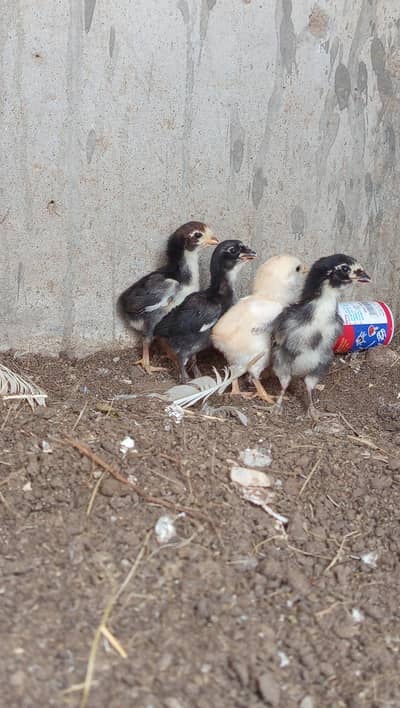 4 Quality Aseel Chicks 0324-7029776