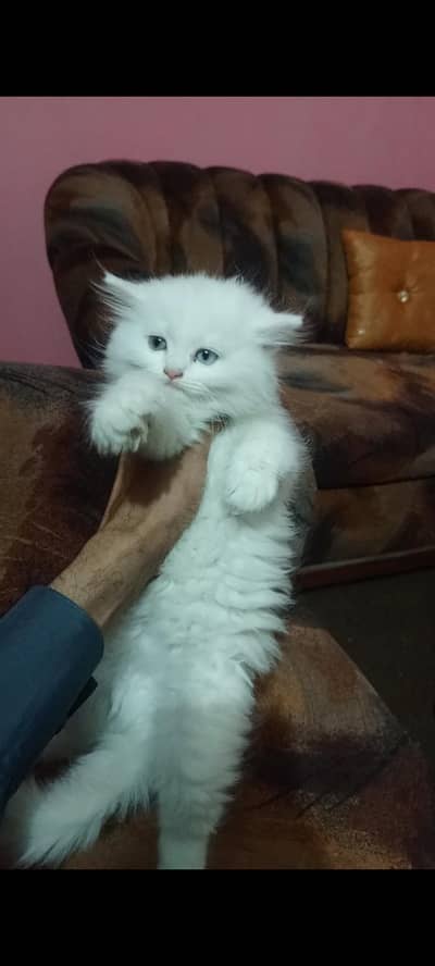 Persian cat for sale