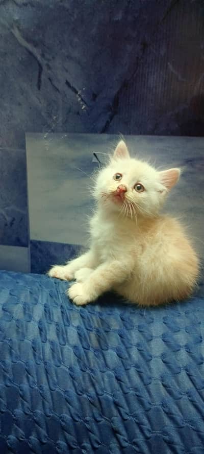 Persian cat for sale