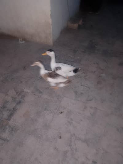 ducks