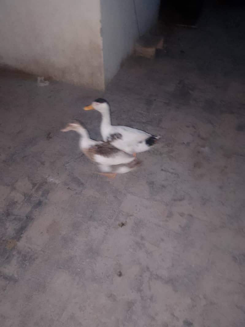 ducks 0
