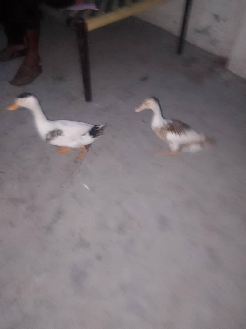 ducks 1