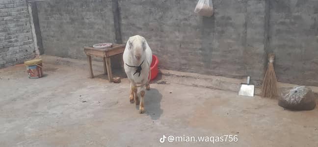 kaka mundra chtra mashallah bhoat helty hy tkrebn 60 kg ka ho ga