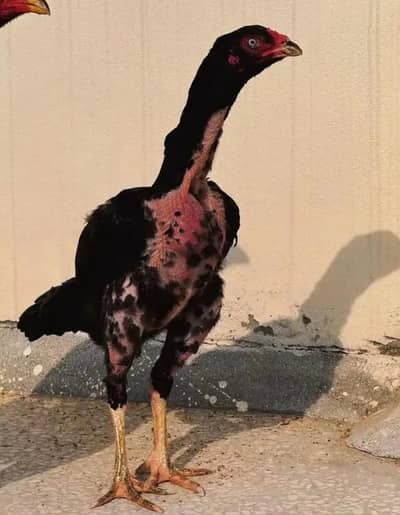 High breed whtsapp 03480008558