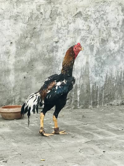 Shamo cross breeder