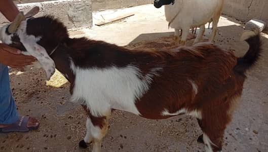 Bakra for sale