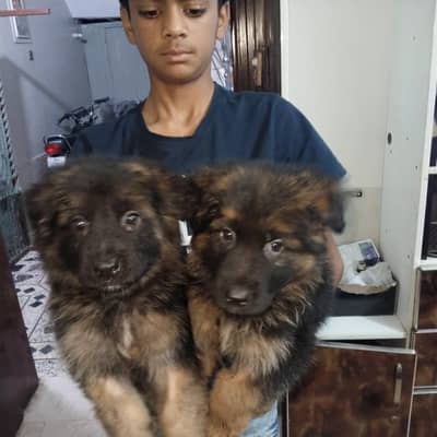 German shepherd Long court papies non vecinated high bread nonpet