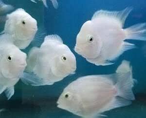 white polar parrot pair