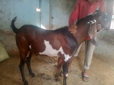 Pure Beetal Bakra for Eid Qurbani
