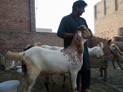 goat for sale