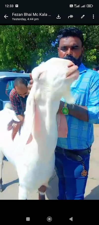 big bakra