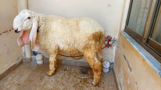 Qurbani Sheep  | Bakra | Sheep | bakra / بکرا / desi goat