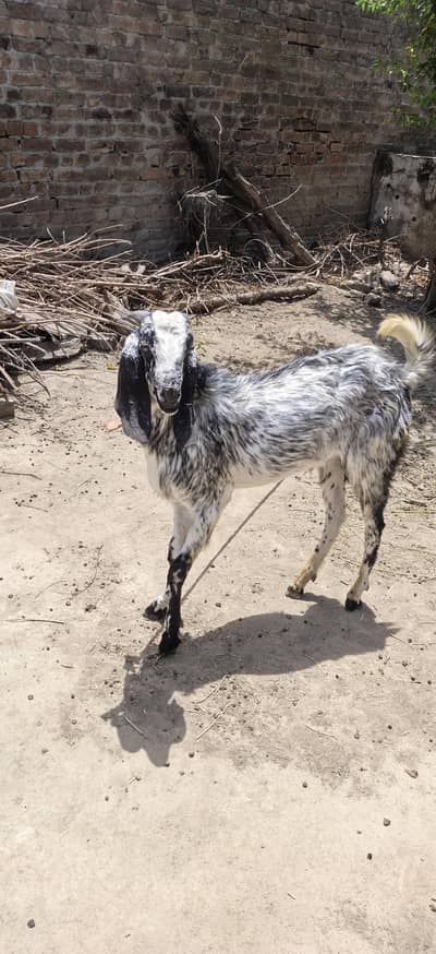 Bakra