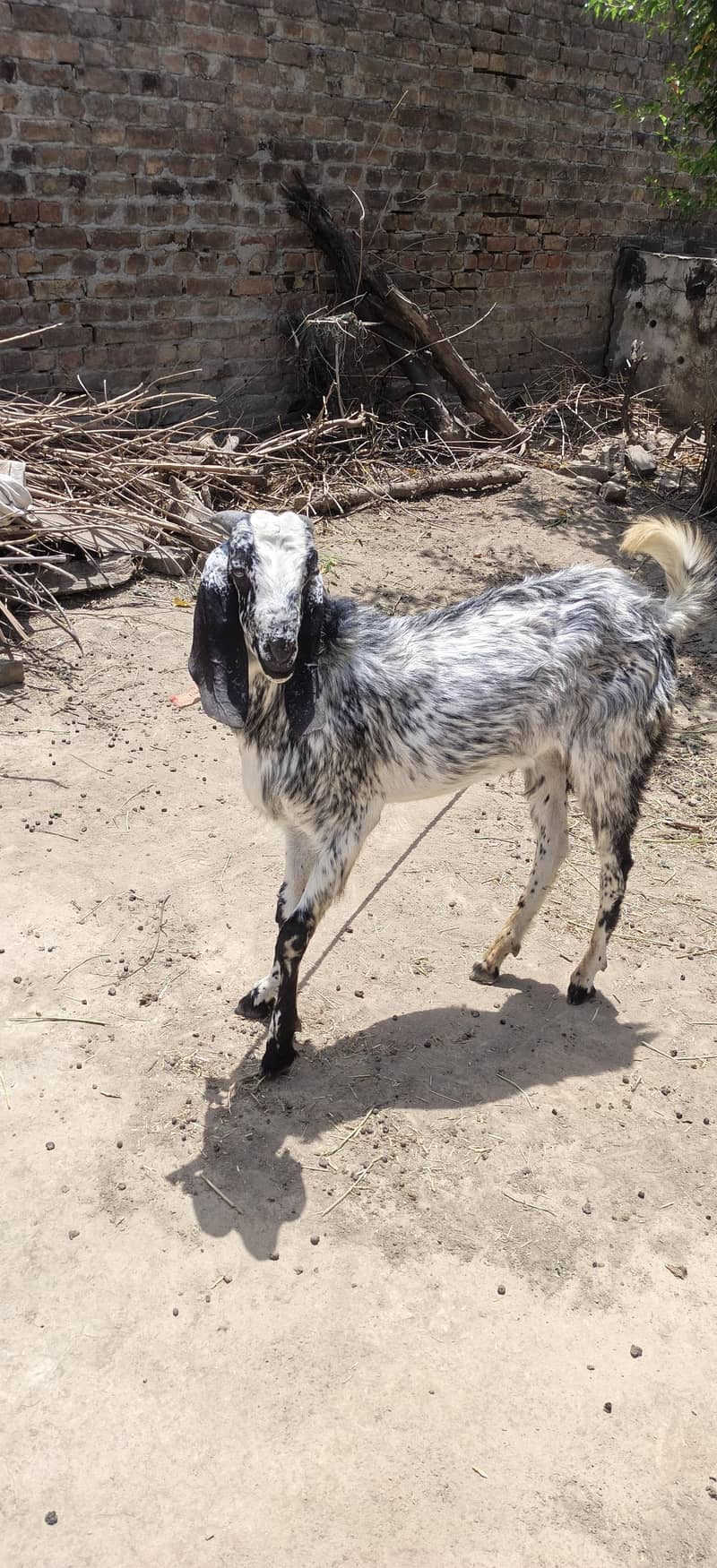 Bakra 0