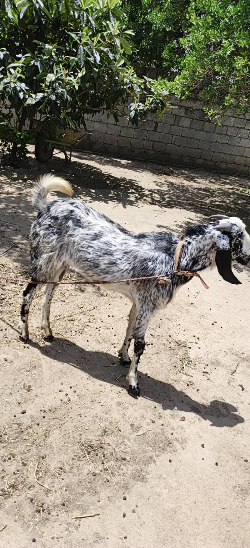 Bakra 1