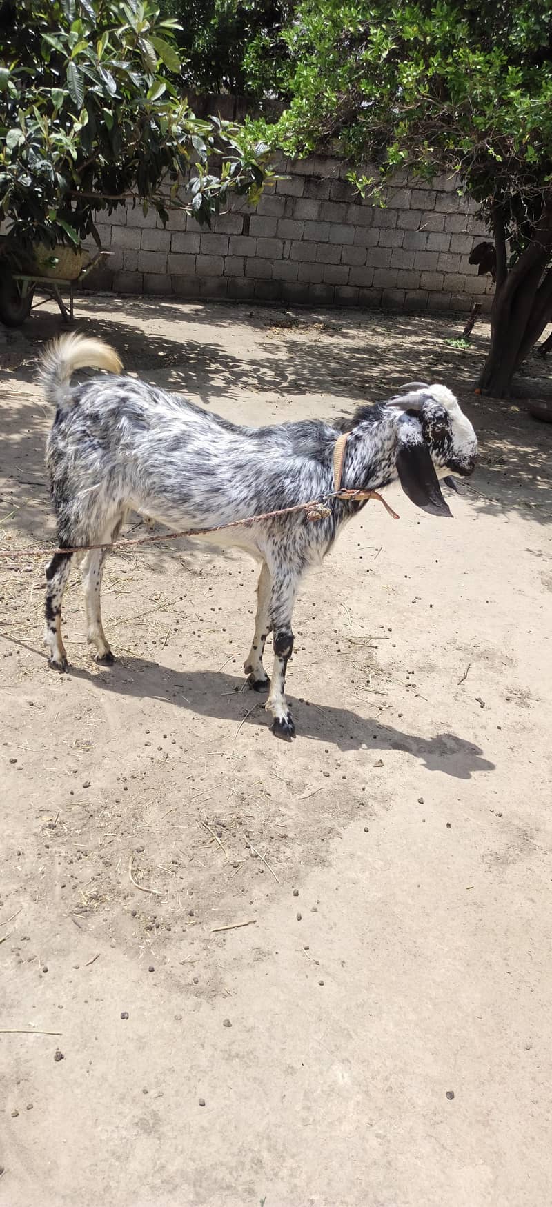 Bakra 2