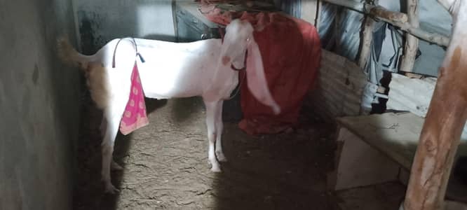 gulabi bakre