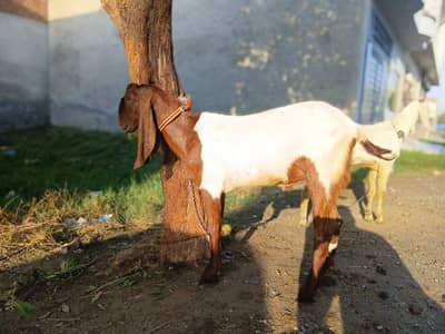 Bakra For EID-2026
