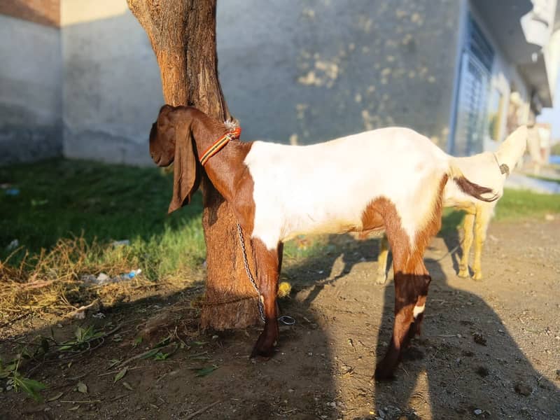 Bakra For EID-2026 0