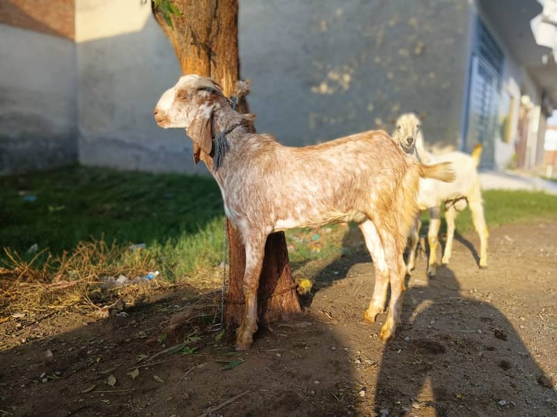 Bakra For EID-2026 1