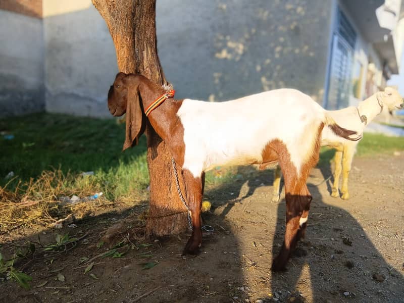 Bakra For EID-2026 2